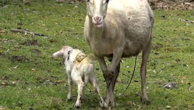Lambing
Lien vers: MeatSheepLambing
